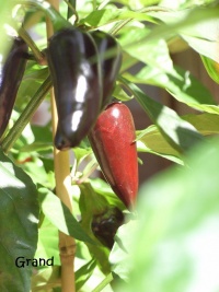 Piment jalapeno purple-2.jpg