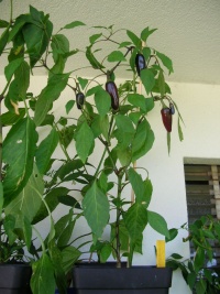 Piment jalapeno purple.jpg