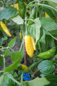 Piment lemon drop-1.jpg