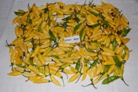 Piment lemon drop-2.jpg