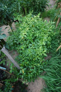 Piment lemon drop.jpg