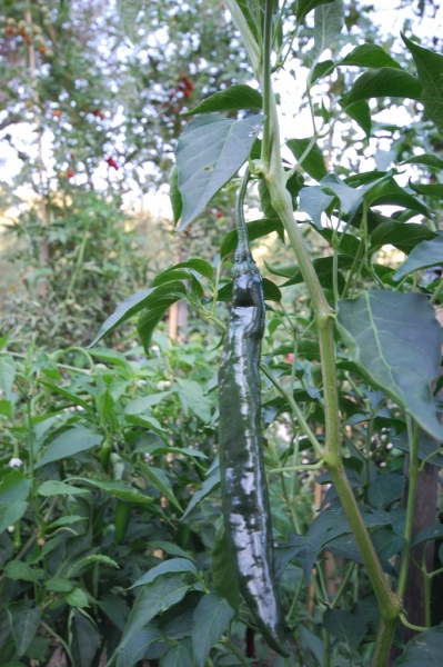 Fichier:Piment mexican negro-1.jpg