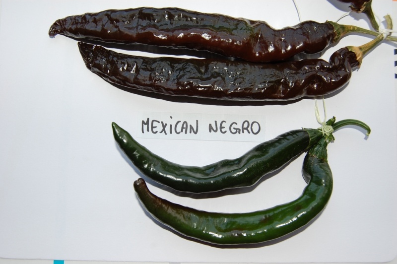 Fichier:Piment mexican negro-2.jpg