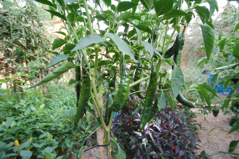 Fichier:Piment mexican negro.jpg