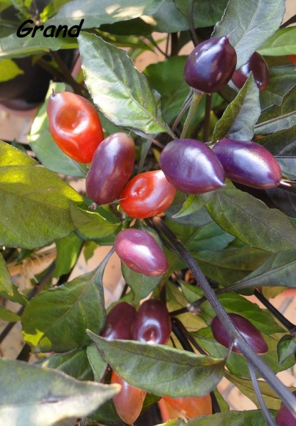 Fichier:Piment morango-1.jpg