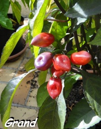 Piment morango-2.jpg