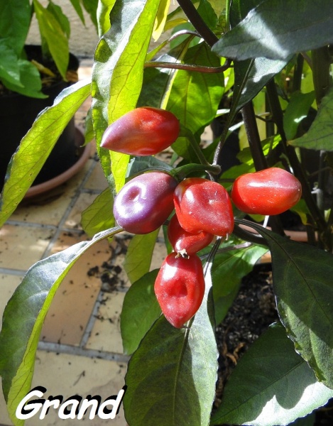 Fichier:Piment morango-2.jpg