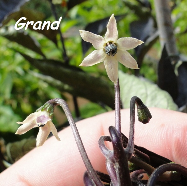 Fichier:Piment morango.jpg