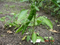 Piment nardello-1.jpg