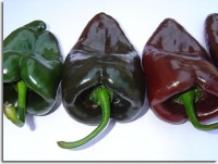 Piment poblano.jpg