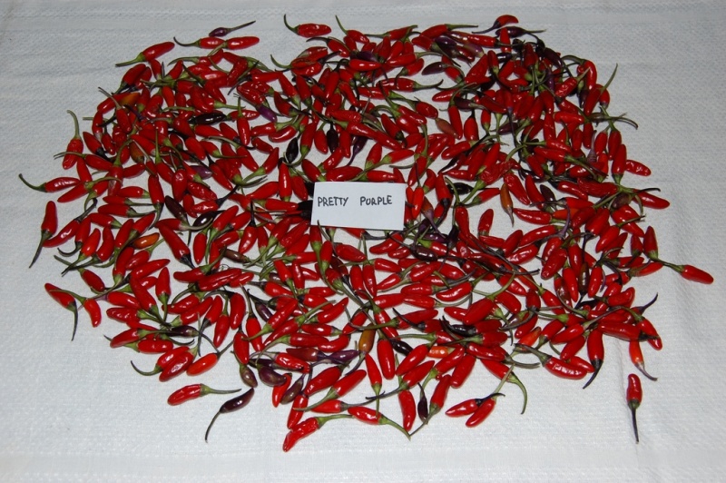Fichier:Piment pretty purple-2.jpg