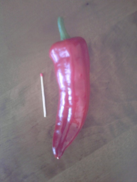 Fichier:Piment rouge à identifier-1.jpg