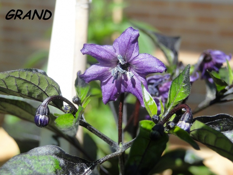 Fichier:Piment royal black rouge.jpg