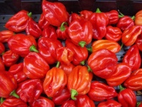 Piment scotch bonnet rouge.jpg