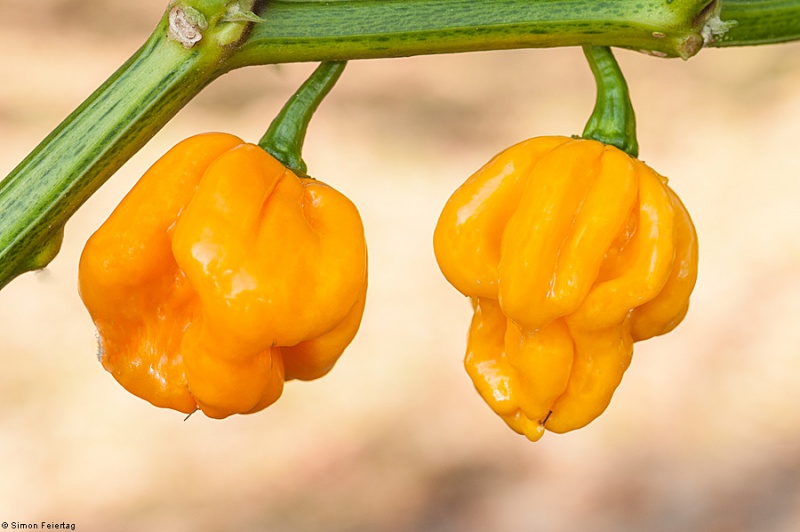 Fichier:Piment scotch bonnet yellow-1.jpg