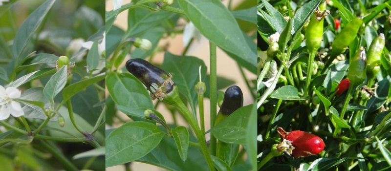 Fichier:Piment tiny samoa-1.jpg