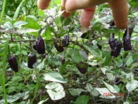 Piment variegata-2.jpg