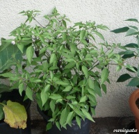 Piment variegata.jpg