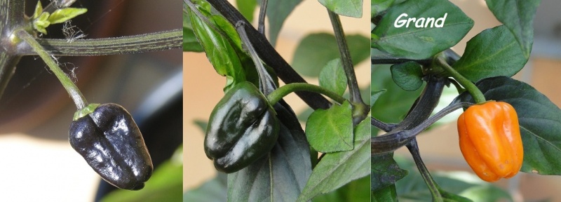 Fichier:Pimenta preta-1.jpg