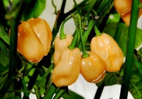 Pink habanero-1.jpg