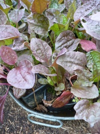 Plantain à feuilles pourpres.jpg