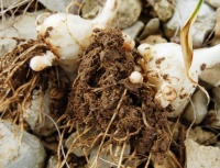 Poireau de vigne-1.jpg