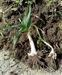 Poireau de vigne.jpg