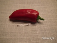 Poivron Anastassiya-1.jpg