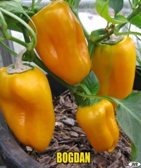 Poivron Bogdan-1.jpg