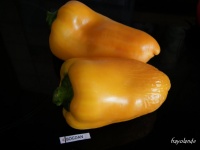 Poivron Bogdan.jpg