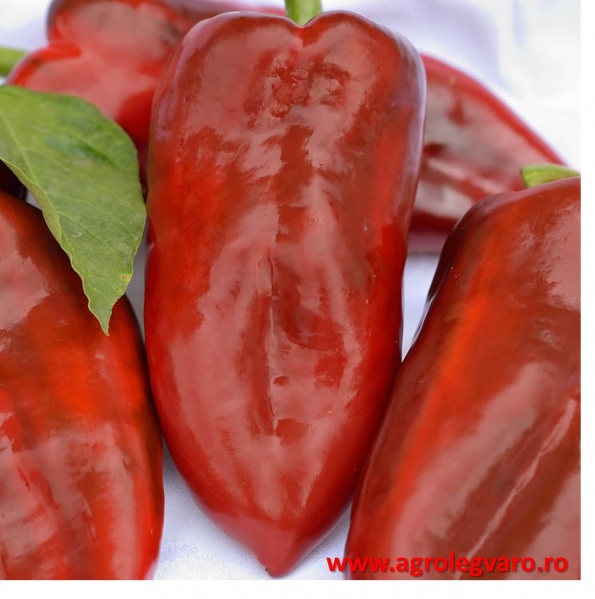 Fichier:Poivron Dumbo-2.jpg