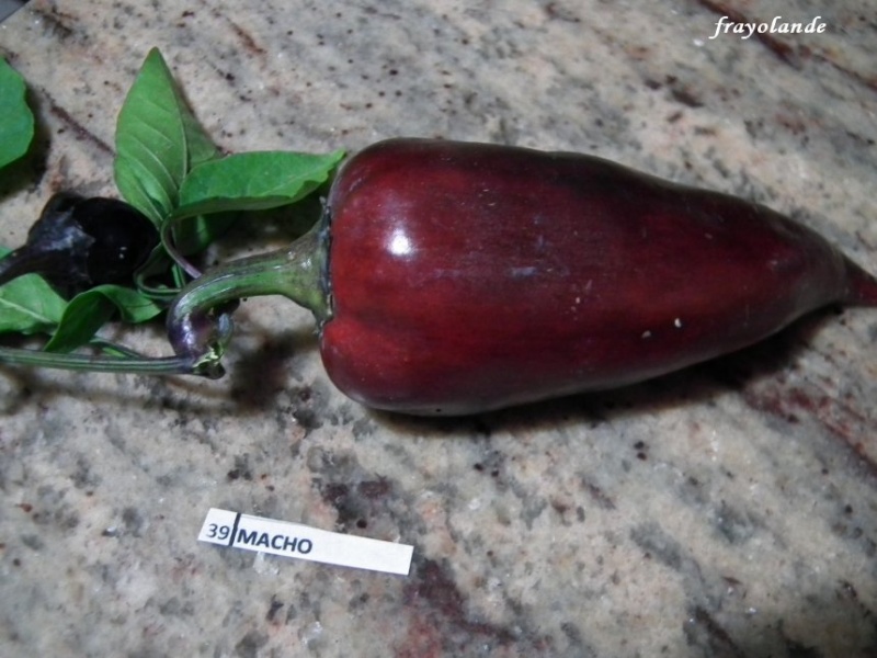 Fichier:Poivron Macho.jpg