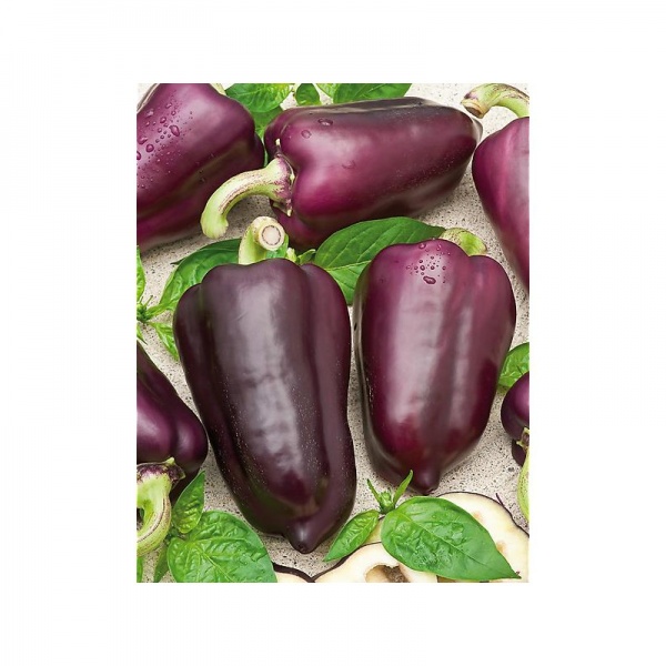 Fichier:Poivron Oda-1.jpg