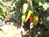 Poivron Slonovo Uvo-1.jpg