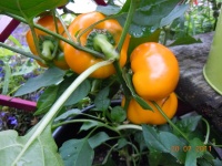 Poivron Tangerine-1.jpg