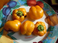 Poivron Tangerine-2.jpg