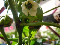 Poivron Tangerine.jpg