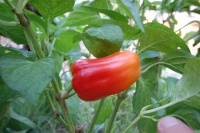 Poivron albino bull nose-1.jpg