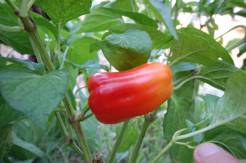 Fichier:Poivron albino bull nose-1.jpg