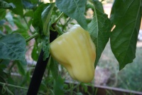 Poivron albino bull nose.jpg