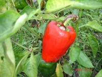 Poivron buran-1.jpg