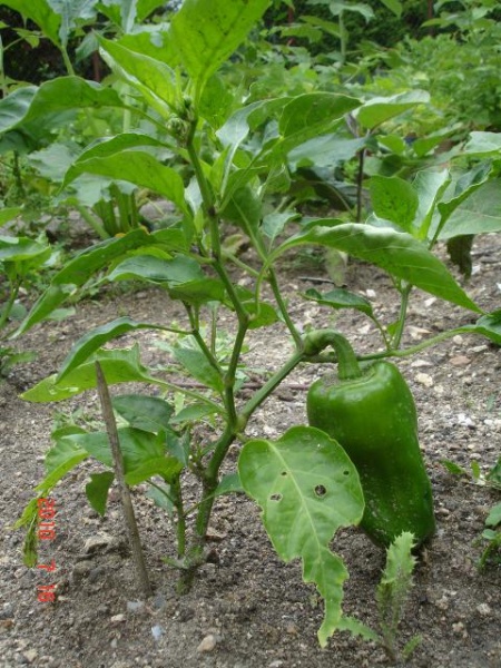 Fichier:Poivron buran.jpg
