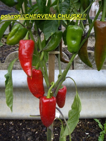 Fichier:Poivron chervena chujski.jpg
