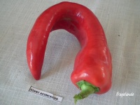 Poivron giant aconcagua-1.jpg