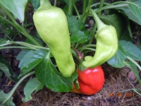 Poivron giant aconcagua.jpg