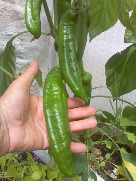 Fichier:Poivron long doux des landes.jpg