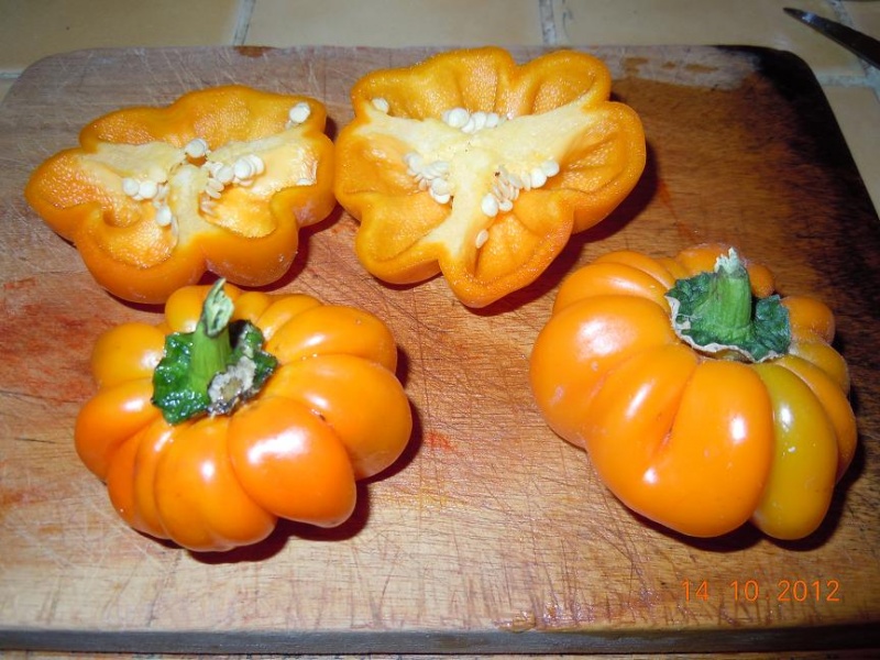 Fichier:Poivron mandarine-2.jpg