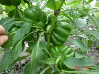 Poivron red ruffled.jpg