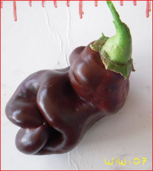 Fichier:Poivron sweet chocolate-1.jpg