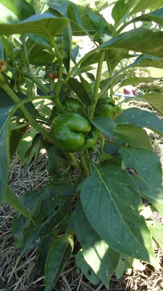 Fichier:Poivron sweet green.jpg